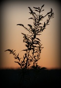 26th Oct 2011 - A Simple Weed At Sunrise