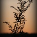 A Simple Weed At Sunrise by digitalrn