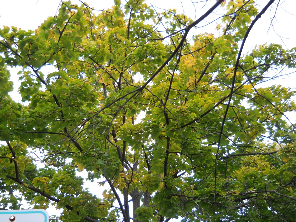 Bright green October tree! by kchuk