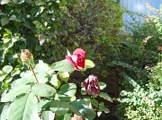 24th Oct 2011 - One more autumn rose!