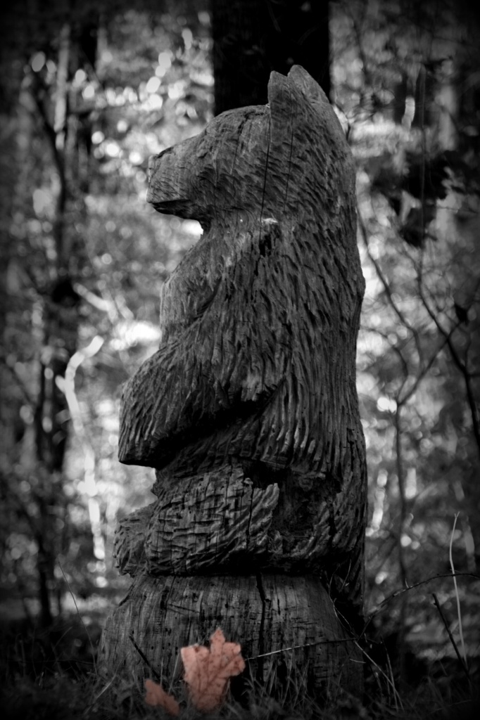 A Bear In The Woods by digitalrn