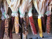 25th Oct 2011 - Indian Corn