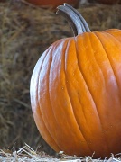 24th Oct 2011 - Pumpkin