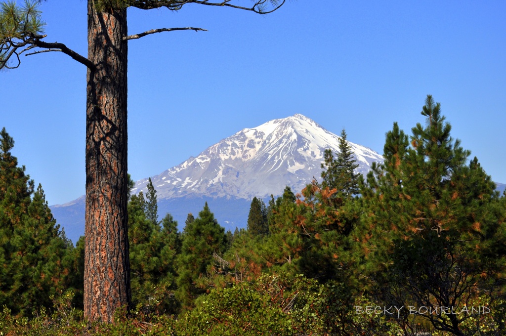 Mt. Shasta by mamabec