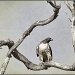 Bird Perch by aikiuser