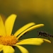 hover fly on daisy - I'd never even heard of a hover fly until I saw them on other people's shots on 365 by lbmcshutter