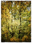26th Oct 2011 - Autumn Leaves