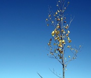 26th Oct 2011 - Lonely tree