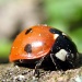 ladybird by itsonlyart