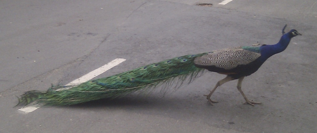 Peacock by salza