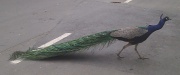 26th Oct 2011 - Peacock