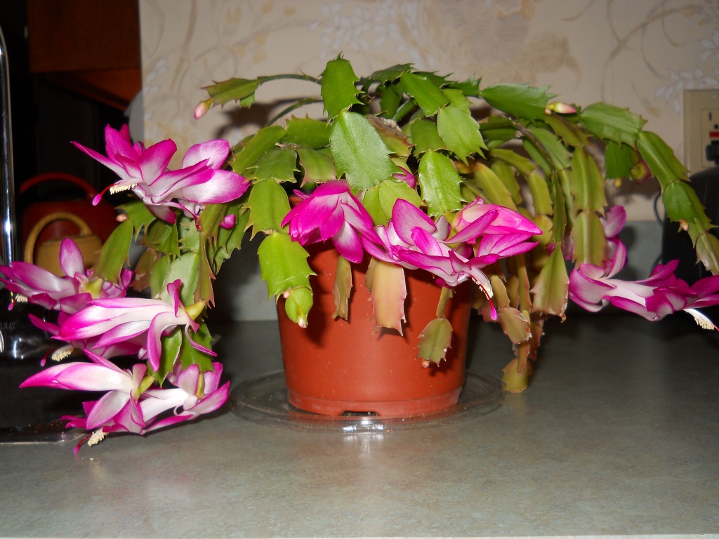 Dad's Christmas cactus is blooming again by kchuk
