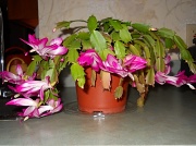 25th Oct 2011 - Dad's Christmas cactus is blooming again
