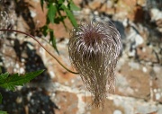 26th Oct 2011 - Cousin Itt