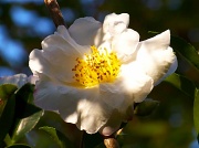 27th Oct 2011 - The early camellias are in full bloom