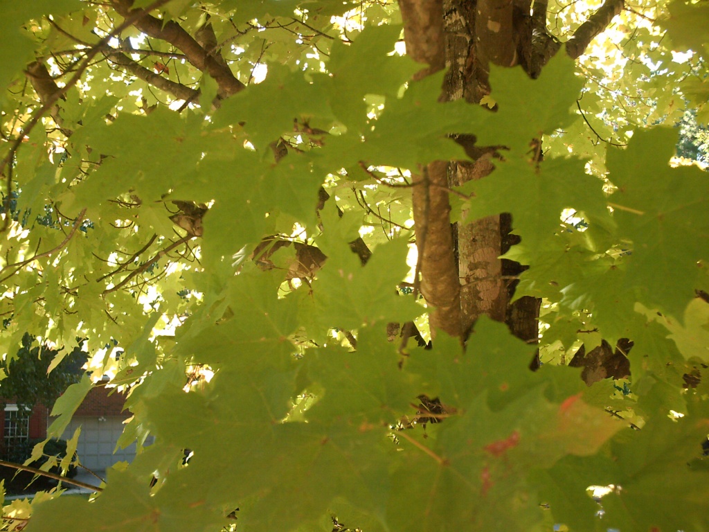 Green Maple Leaves 10.26.11 by sfeldphotos