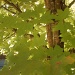 Green Maple Leaves 10.26.11 by sfeldphotos