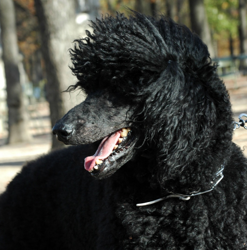 Just for fun: Royal poodle in the wind by parisouailleurs