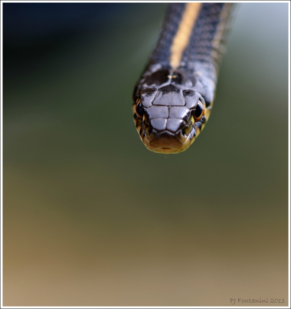 Snake Eyes by bluemoon