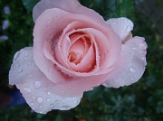 27th Oct 2011 - Rose in the rain.