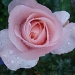 Rose in the rain. by busylady