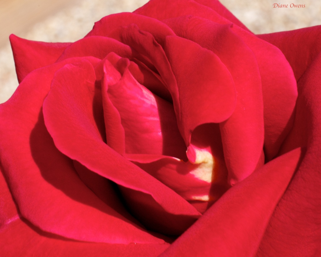 Last Rose of Summer by eudora