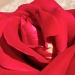 Last Rose of Summer by eudora