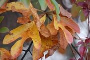 27th Oct 2011 - Leaves...... again!