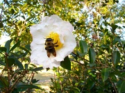 28th Oct 2011 - BIG Bee - Please magnify