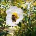 BIG Bee - Please magnify by marlboromaam