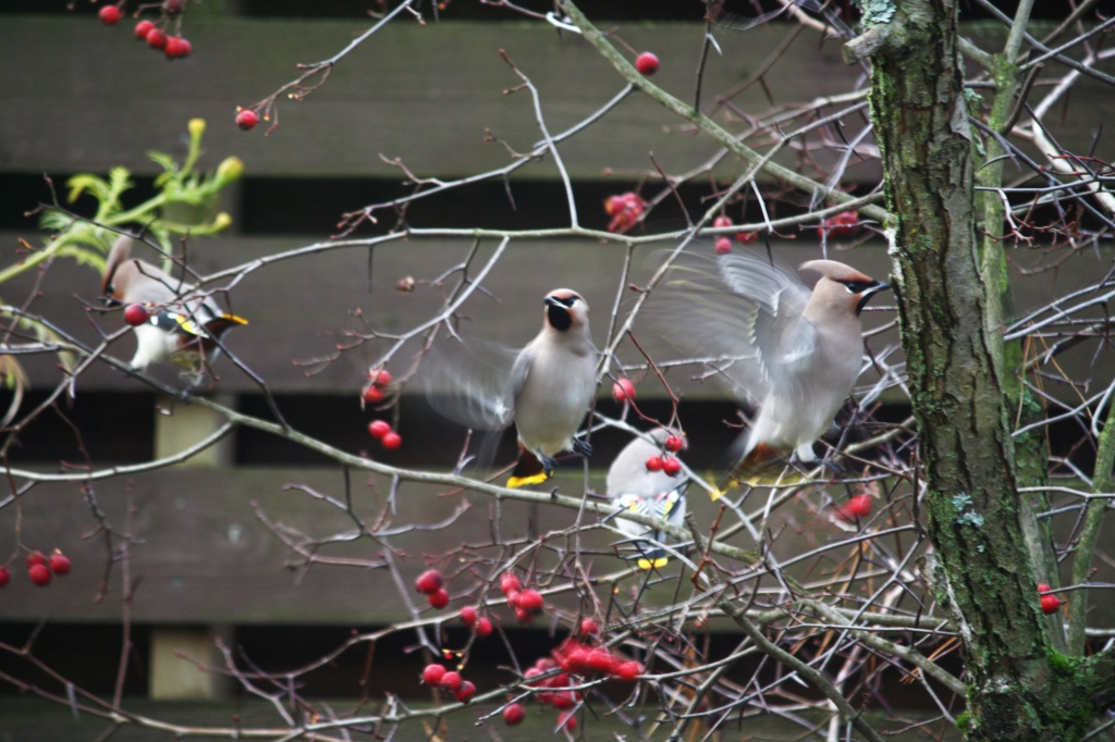 Waxwings Tilhit IMG_7692 by annelis