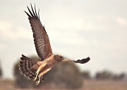 28th Oct 2011 - Raptor Rapture: I rediscovered my photography mojo - Road Trip Day 1