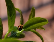 28th Oct 2011 - ladybugs & limes