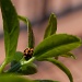 ladybugs & limes by winshez
