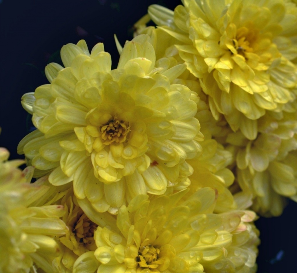 Yellow mums by mittens