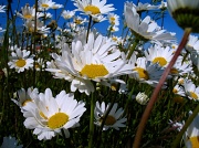 27th Oct 2011 - Daisies in the wind