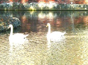 21st Sep 2011 - Spirit Swans