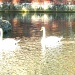 Spirit Swans by pamelaf