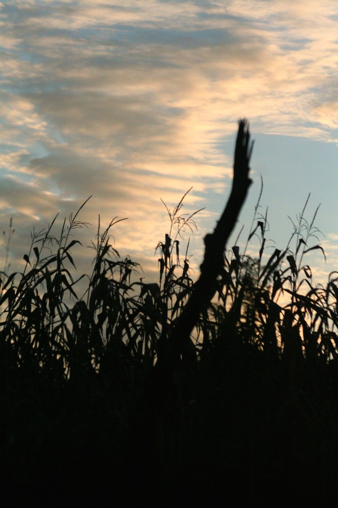 Corn Stalk Silhouettes by digitalrn