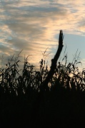 29th Oct 2011 - Corn Stalk Silhouettes
