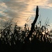 Corn Stalk Silhouettes by digitalrn