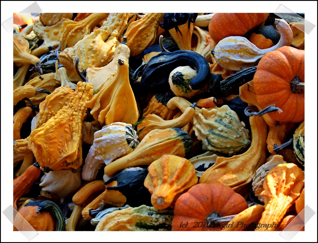 Gourds  by flygirl