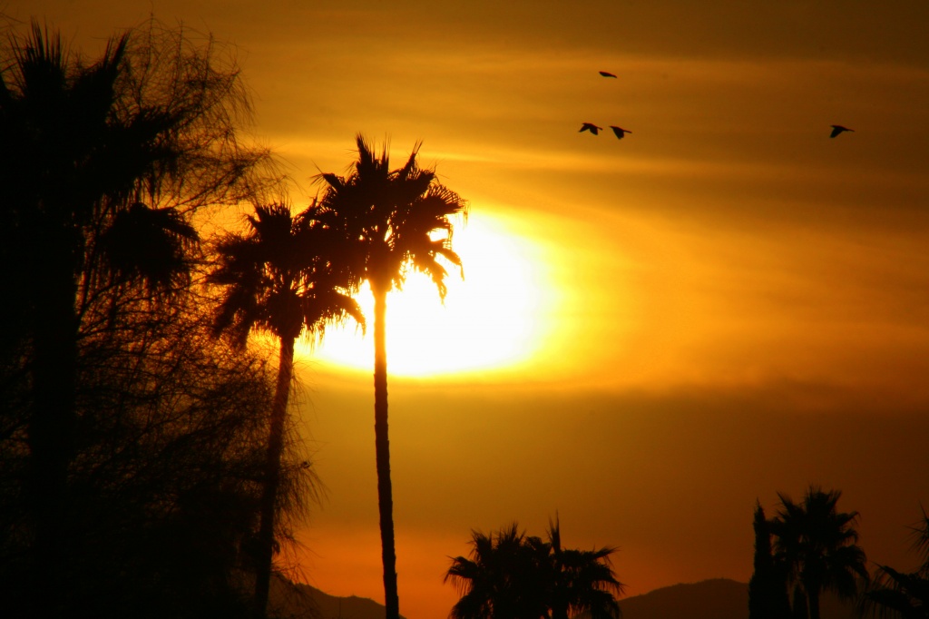 Birds At Sunset by kerristephens