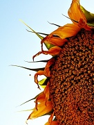 26th Oct 2011 - sunflower 