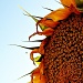 sunflower  by corymbia