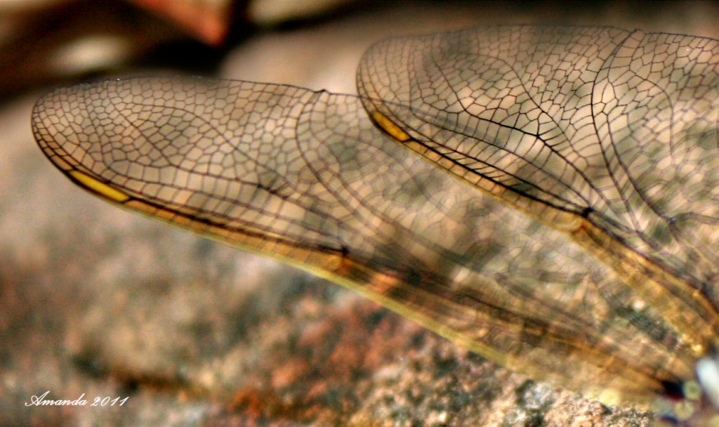 dragonfly wing by corymbia