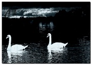 28th Oct 2011 - Swan Lake (wwyd33)