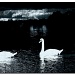 Swan Lake (wwyd33) by ltodd