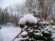 29th Oct 2011 - The First Snow Fall of the Season
