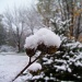 The First Snow Fall of the Season by julie